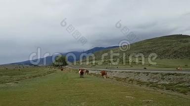 沿着草原路走.. 一群牛在田里吃草. 美丽的风景如画的群山